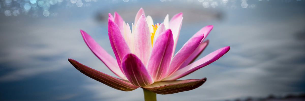 panoramic-3-piece-acrylic-print-lotus-in-the-morning-dew-panorama