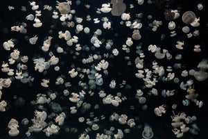 canvas-print-just-some-jellies