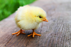 aluminium-print-the-chick