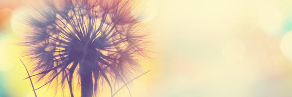 panoramic-acrylic-print-the-dandelion-in-the-light-panorama