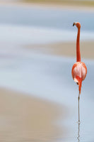 poster-print-red-flamingo