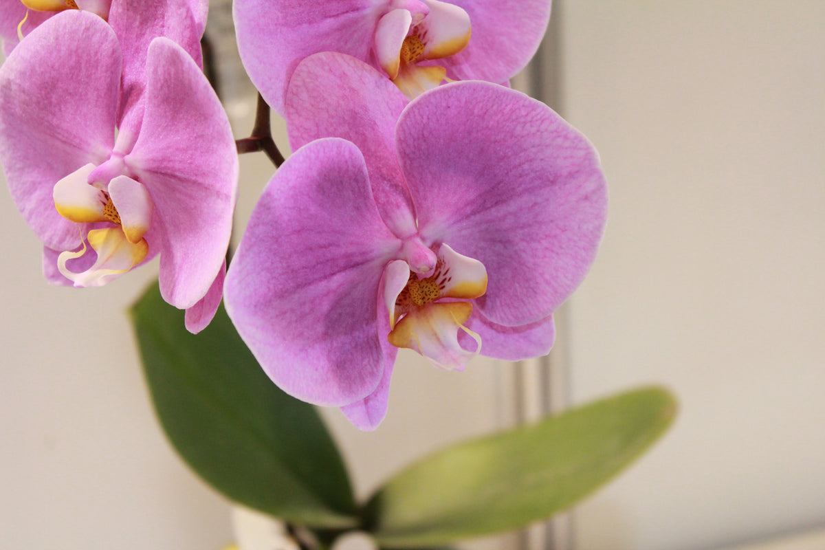 acrylic-print-orchids-with-purple-flowers-in-xl