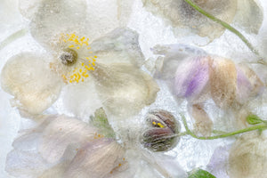 canvas-print-anemone-frost-x
