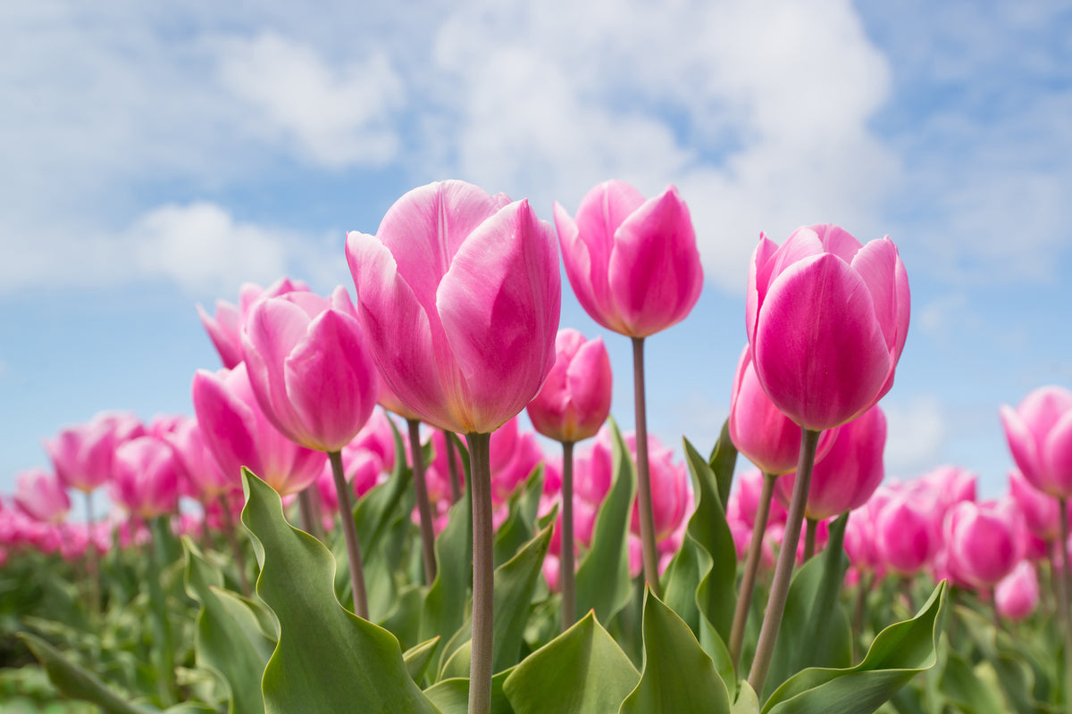 framedposter-print-tulip-field-in-pink