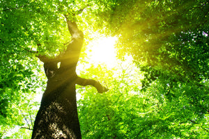 aluminium-print-tree
