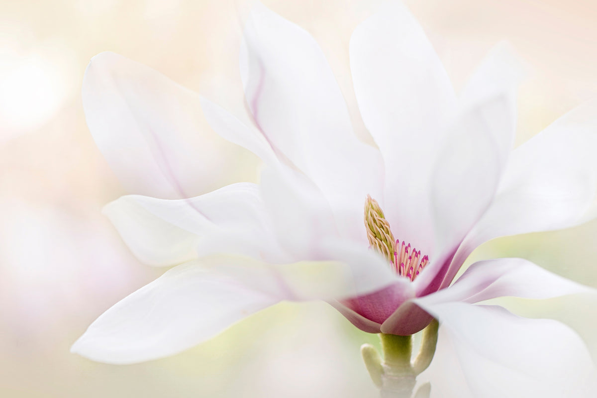 poster-print-purity-x