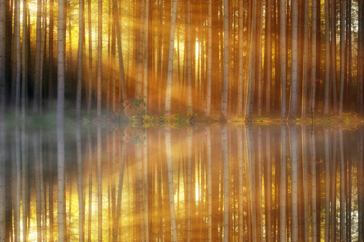 aluminium-print-romantic-mood-in-the-forest