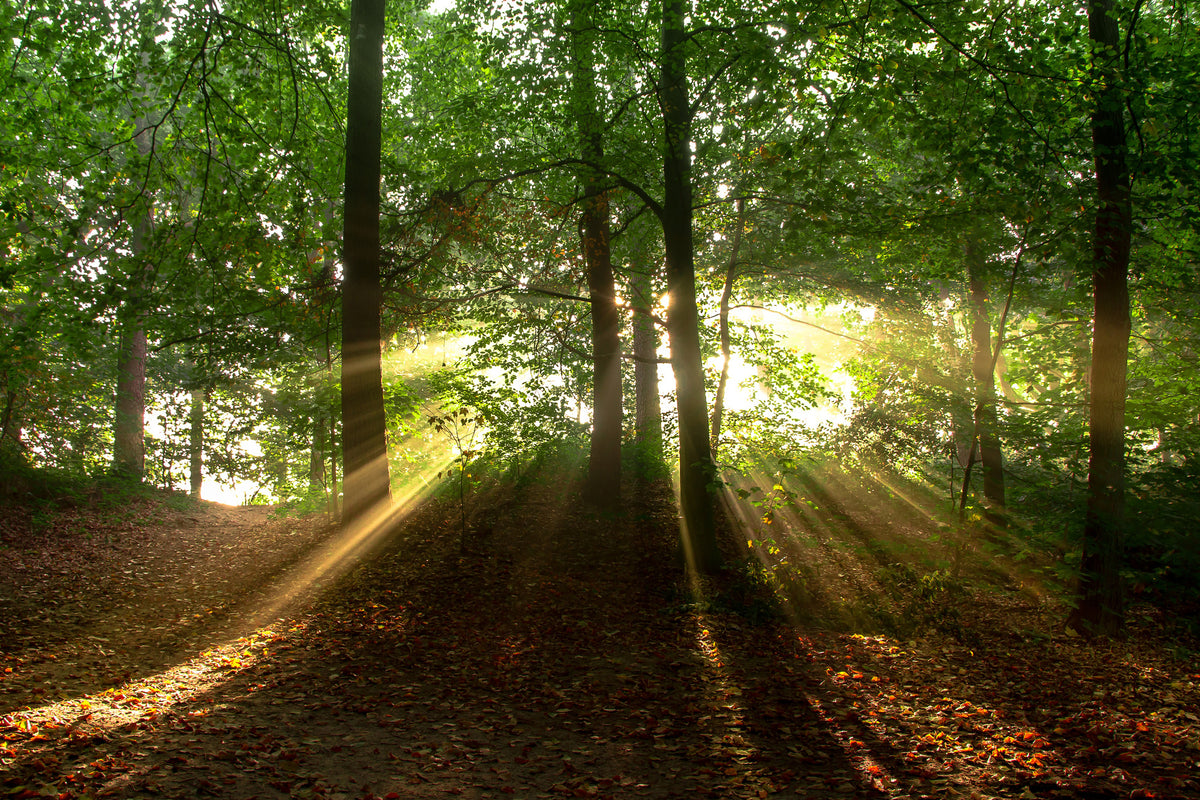 3-piece-acrylic-print-sun-in-the-forest
