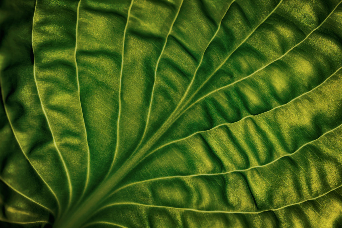 modern-3-piece-aluminium-print-leaf-of-a-hosta