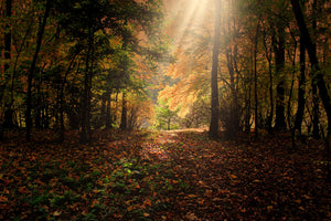 framedposter-print-the-deciduous-forest