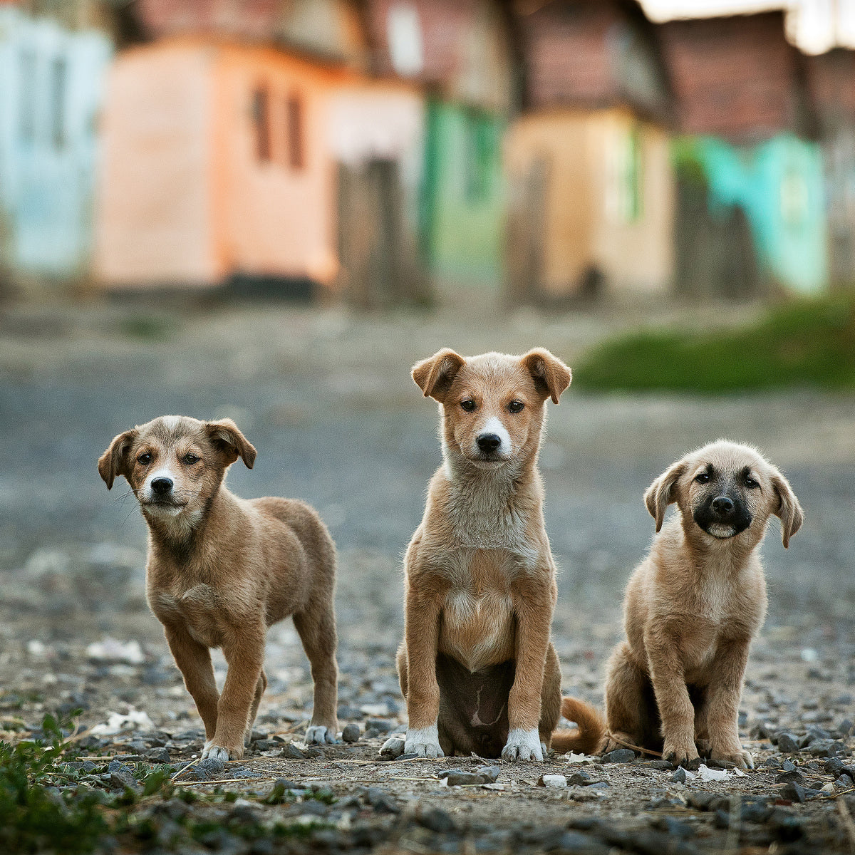 poster-print-the-three-musketeers-x