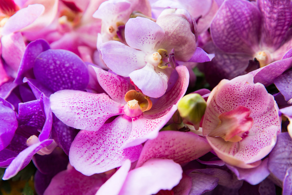 canvas-print-orchid-paradise