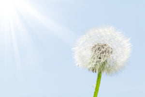 3-piece-canvas-print-dandelion-in-sunbeam