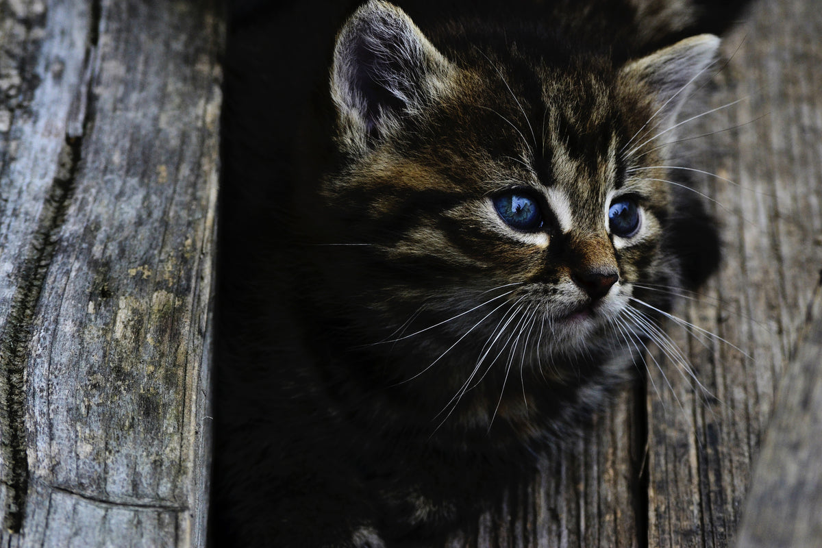 poster-print-cats-child