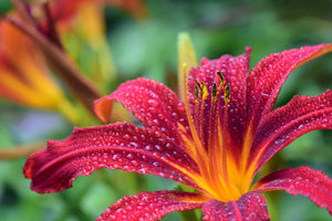 poster-print-lily-flower-in-pink-xl