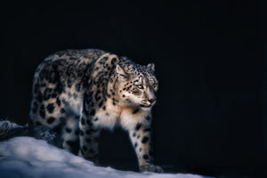 poster-print-snow-leopard-x