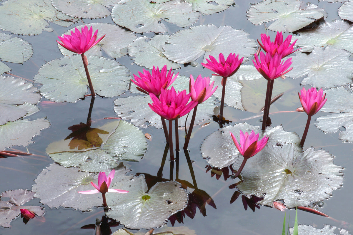 aluminium-print-jump-in-the-lily-pond
