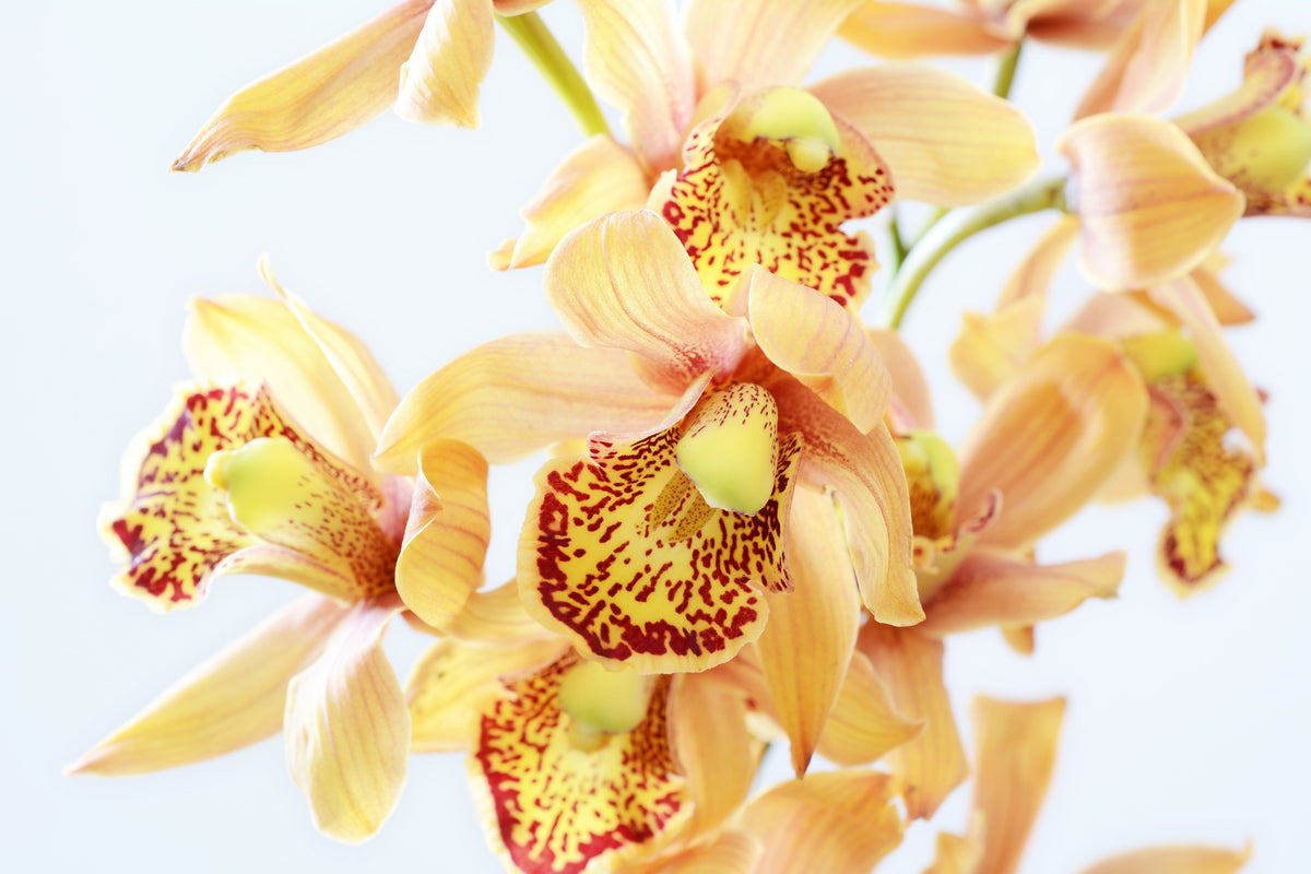 aluminium-print-yellow-orchid