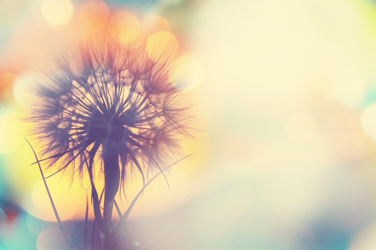 3-piece-aluminium-print-the-dandelion-in-the-light