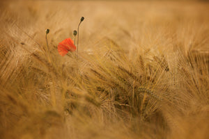 framedposter-print-ephemeral-x