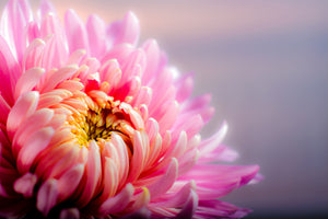 modern-3-piece-canvas-print-macro-chrysanthemum