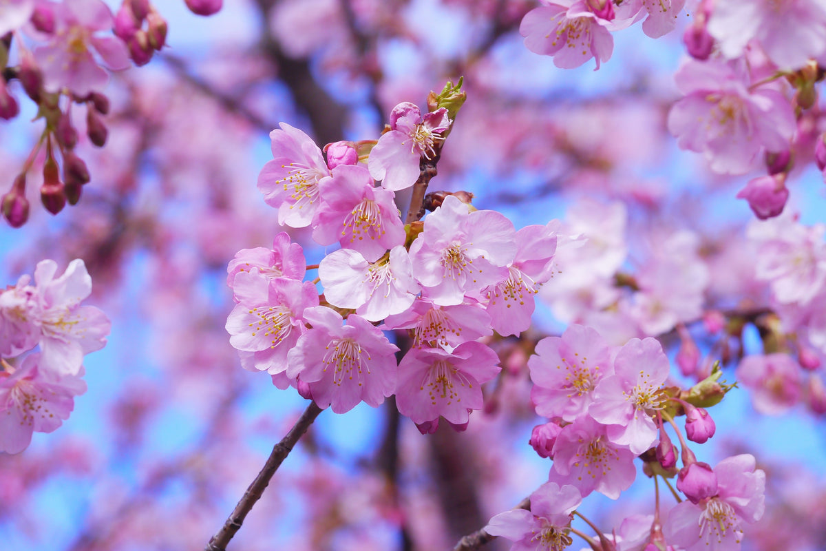 3-piece-acrylic-print-gorgeous-cherry-blossom