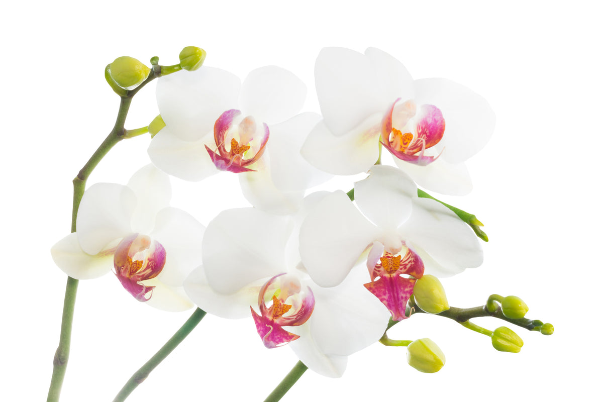 framedcanvas-print-orchids-love