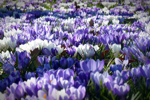 poster-print-a-field-full-of-crocuses