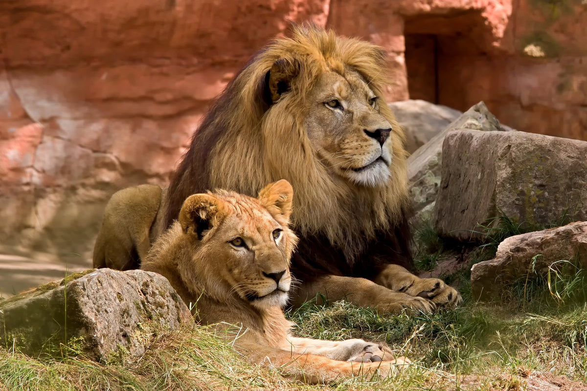 3-piece-acrylic-print-a-lion-couple