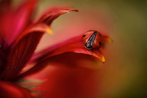 poster-print-simply-red-x
