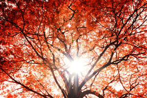 3-piece-acrylic-print-light-of-autumn