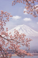 framedposter-print-mtfuji-in-the-cherry-blossoms-x