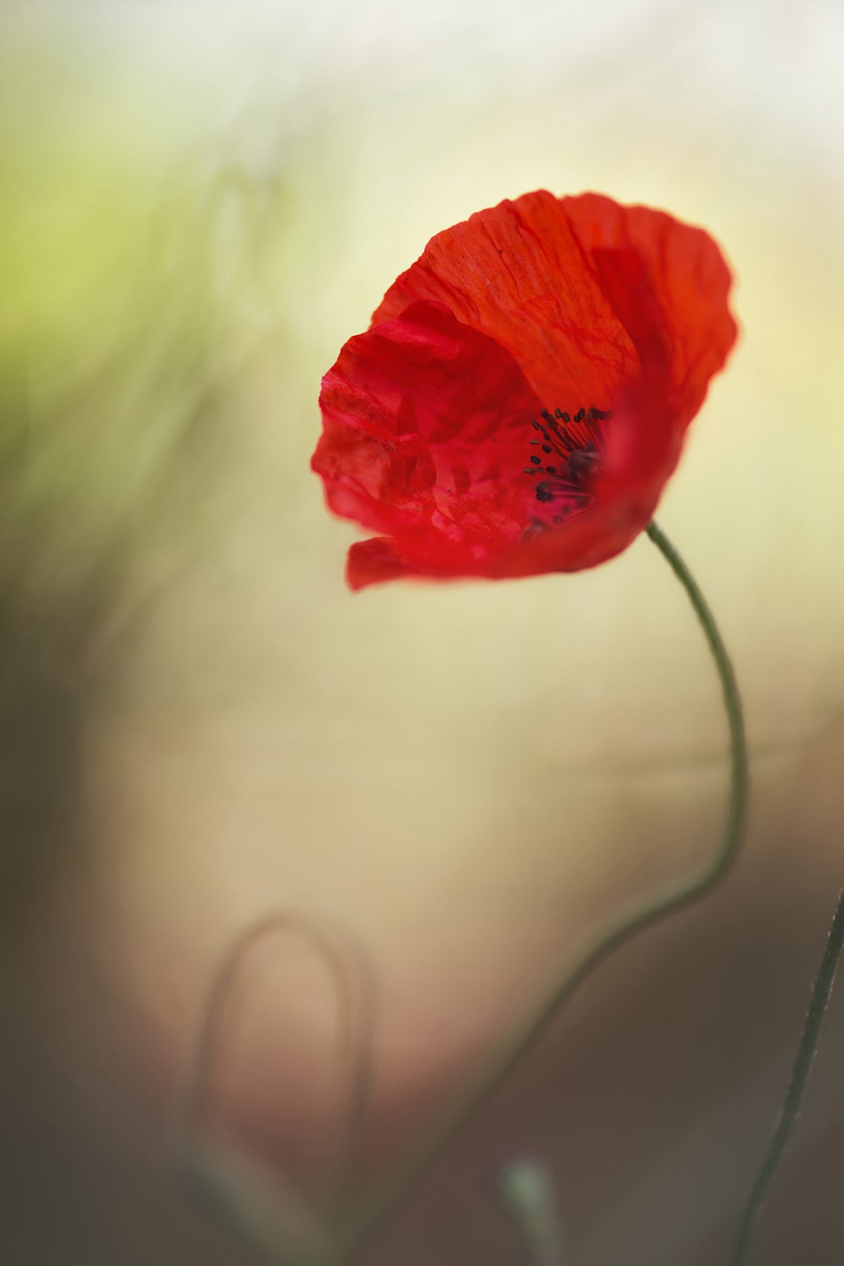acrylic-print-untitled-xx