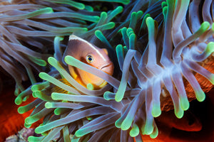3-piece-acrylic-print-clownfish