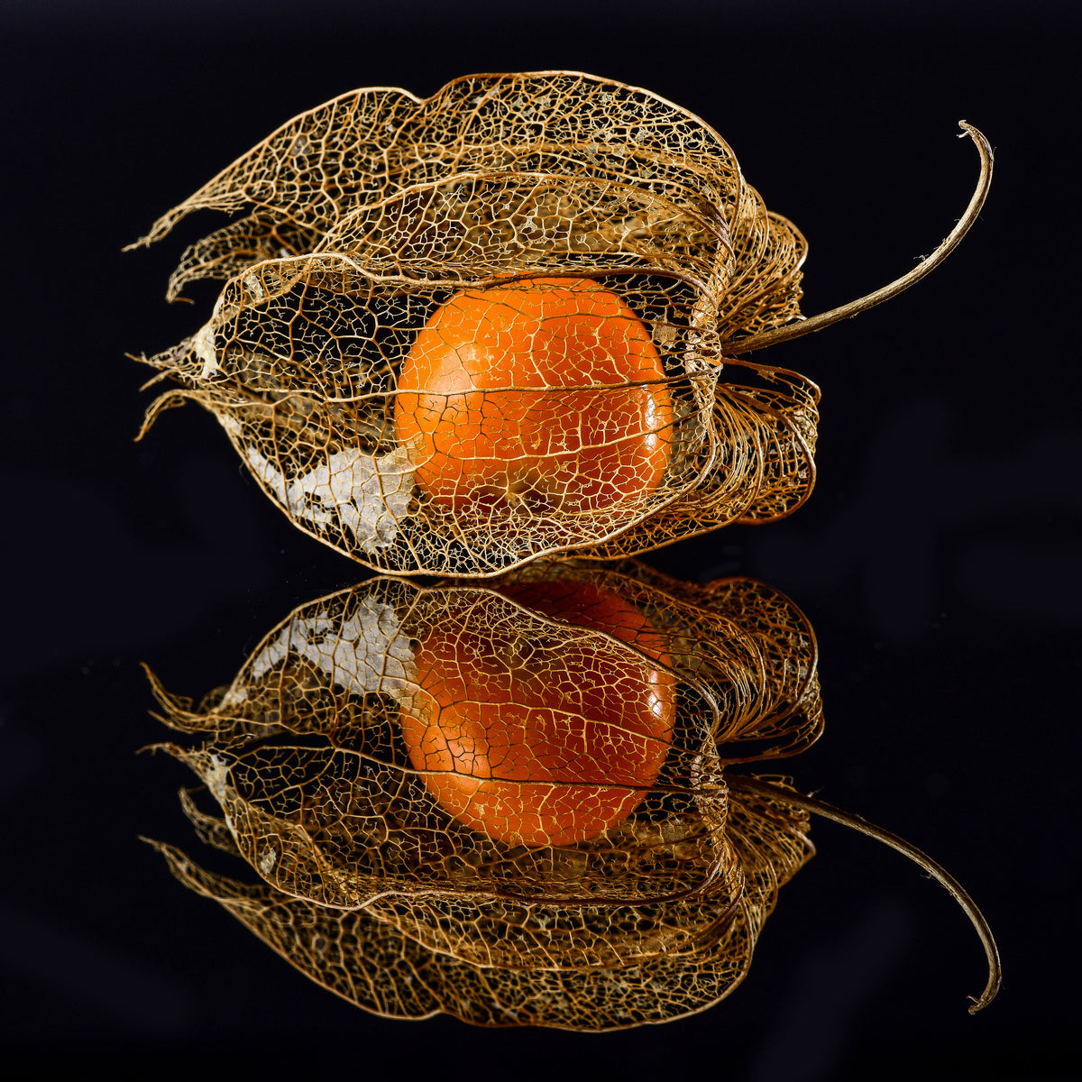 canvas-print-physalis