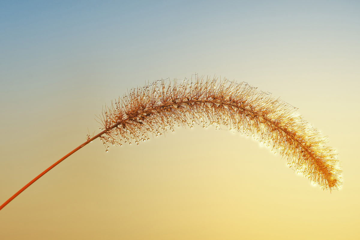 modern-3-piece-acrylic-print-ornamental-grass-in-xxl