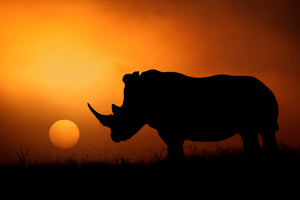 3-piece-acrylic-print-rhino-sunrise