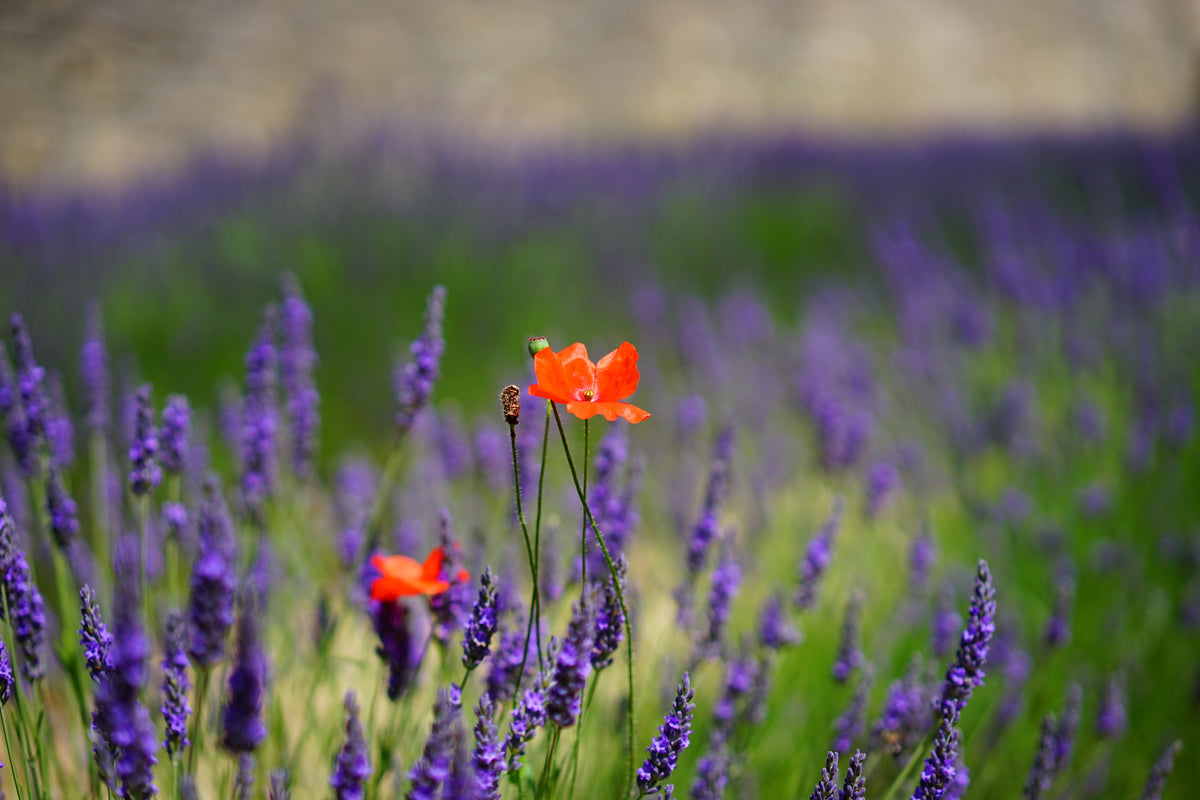 3-piece-aluminium-print-poppy-in-the-lavender
