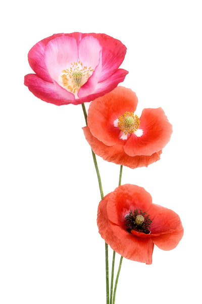 poster-print-colourful-poppies-x