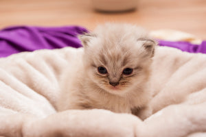 framedposter-print-kitten-to-fall-in-love