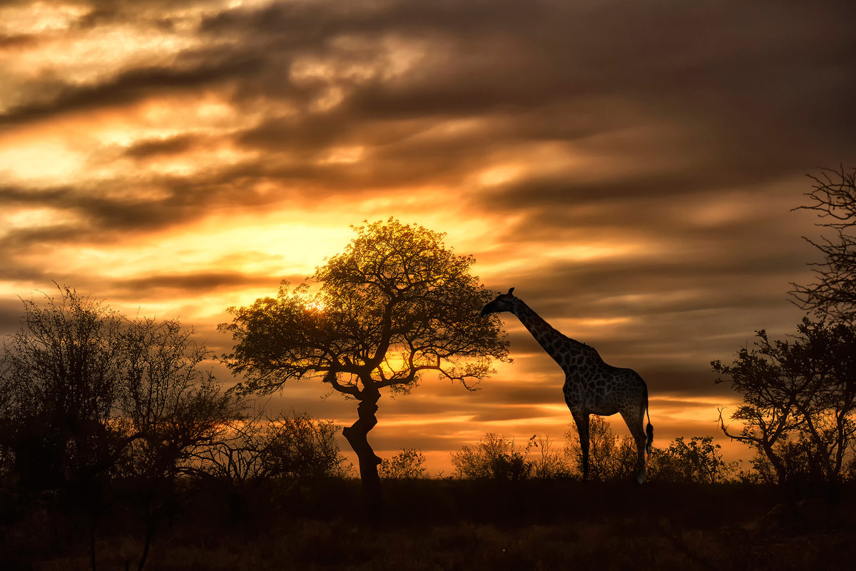 modern-3-piece-canvas-print-african-dreams