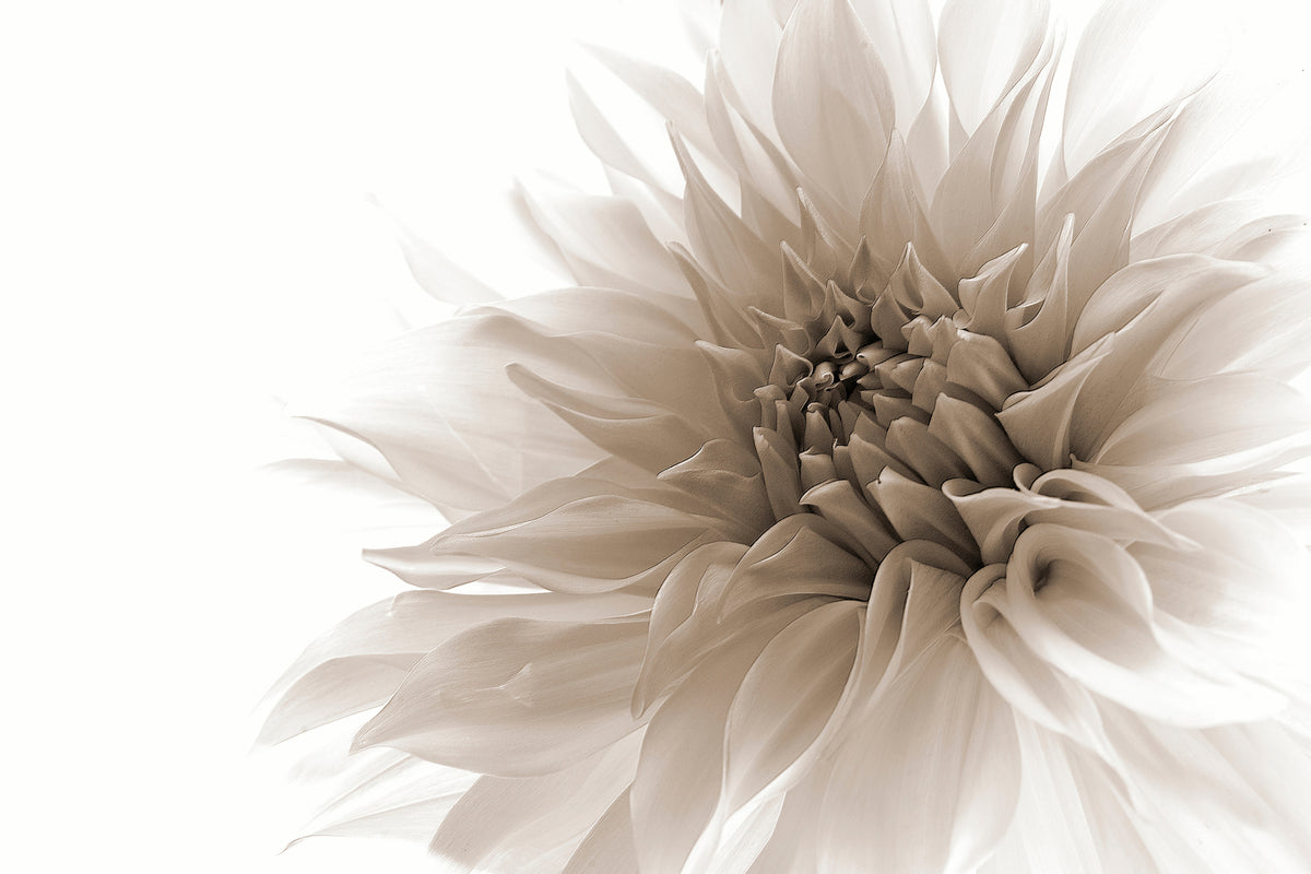 aluminium-print-dignified-x