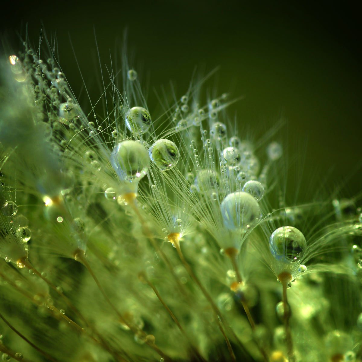 aluminium-print-morning-perls-x