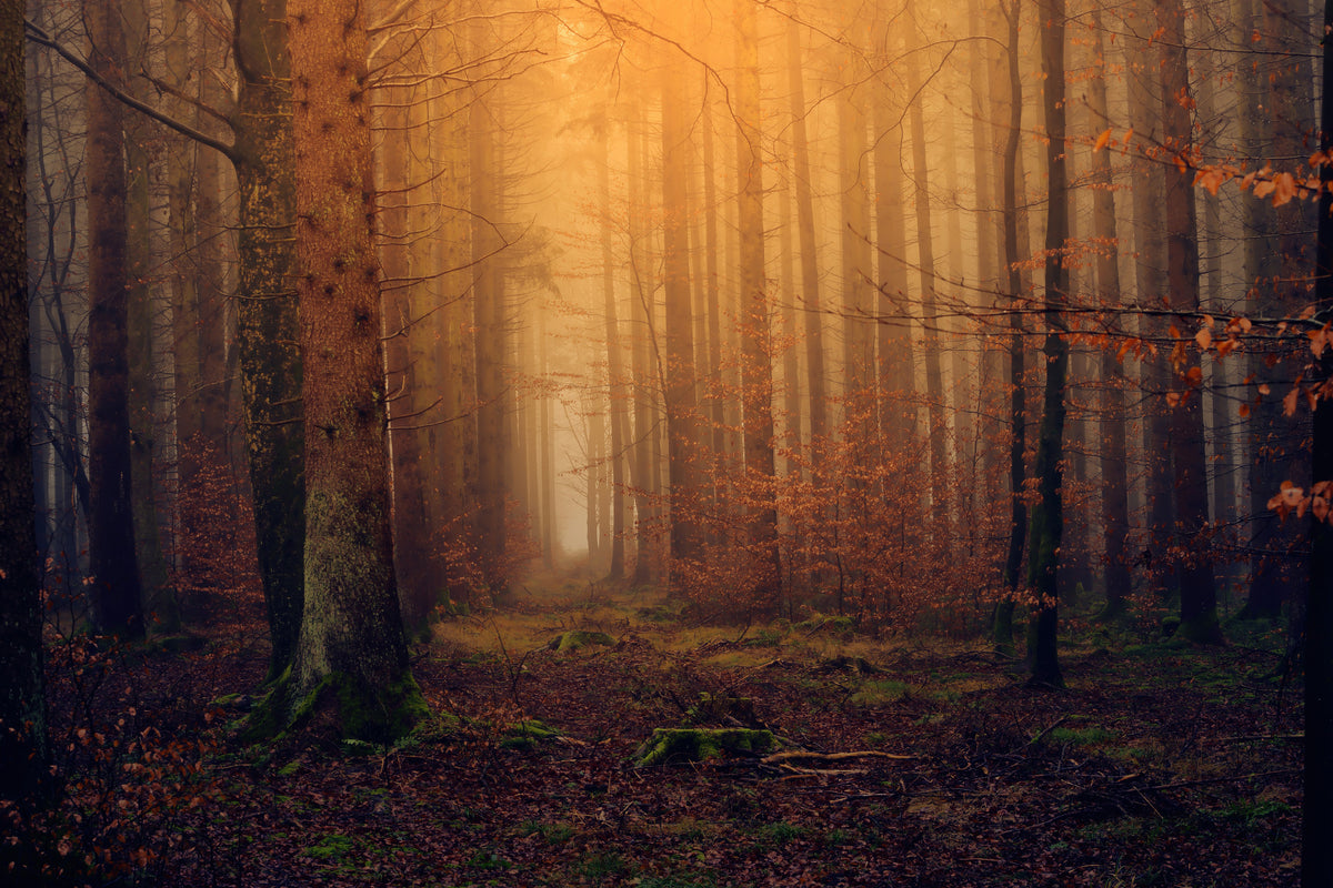framedcanvas-print-mysterious-forest