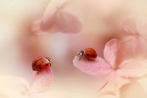 modern-3-piece-aluminium-print-ladybirds-on-pink-hydrangea