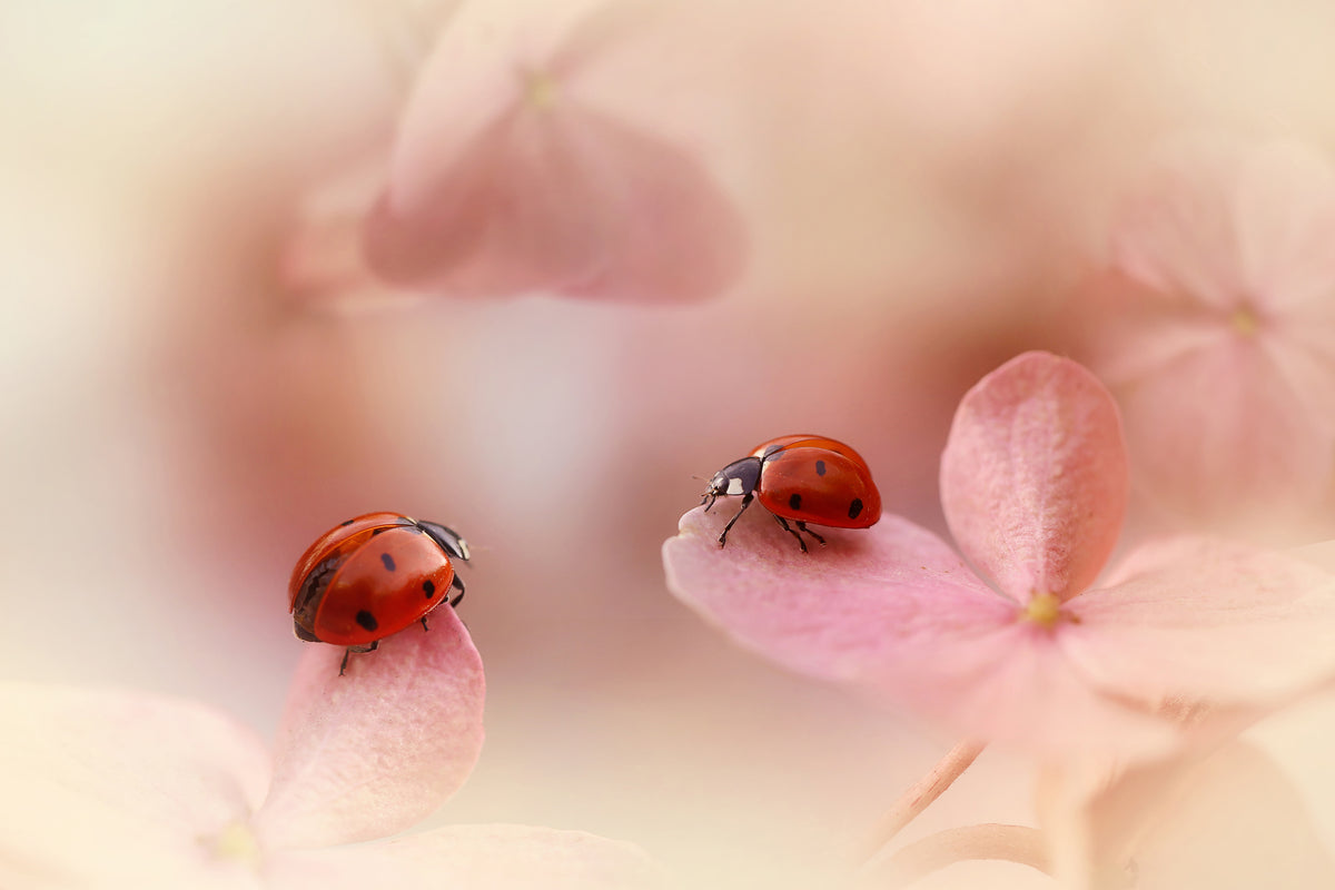 modern-3-piece-aluminium-print-ladybirds-on-pink-hydrangea