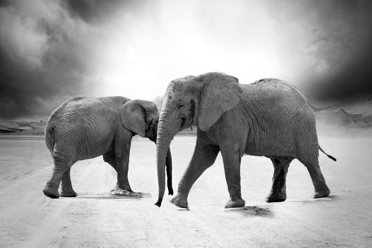 3-piece-aluminium-print-2-elephants-sw