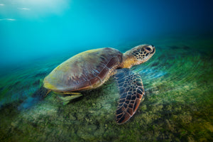 3-piece-canvas-print-green-turtle
