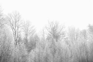 acrylic-print-birches-in-the-snow