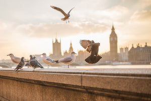 acrylic-print-the-pigeons-on-the-roof